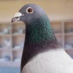 Pigeon