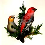 Pine Grosbeak