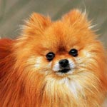 Pomeranian (Zwergspitz)