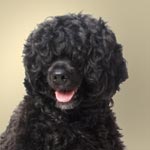 Portuguese Water Dog