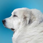 Pyrenean Mountain Dog