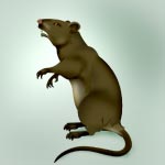 Rat