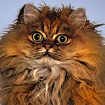 Red Persian Cat