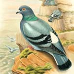 Rock Dove