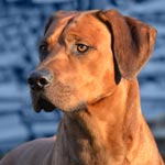 Rhodesian Ridgeback