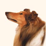 Rough Collie