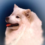 Samoyed