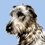 Scottish Deerhound