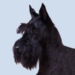 Scottish (Scottie) Terrier