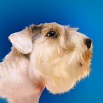 Sealyham Terrier