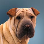 Shar Pei