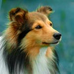 Shetland Sheepdog