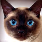 Siamese Cat