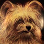 Skye Terrier