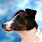 Smooth Fox Terrier