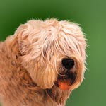 Wheaten Terrier