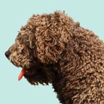 Spanish Water Dog