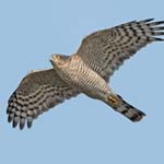 Sparrowhawk