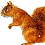 Squirrel