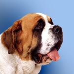 St. Bernard