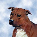 Staffordshire Bull Terrier