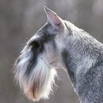 Standard Schnauzer