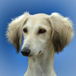 Saluki (Royal Dog of Egypt)