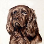 Sussex Spaniel