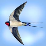 Swallow