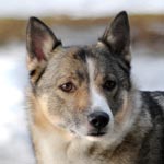 Swedish Vallhund