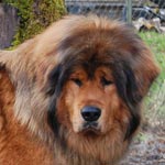 Tibetan Mastiff