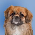 Tibetan Spaniel