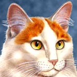 Turkish Van Cat