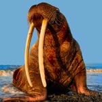 Walrus