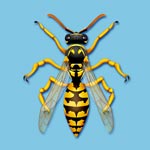 Wasp