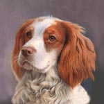 Welsh Springer Spaniel