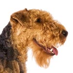 Welsh Terrier