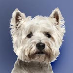 Westie West Highland White Terrier