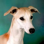 Whippet