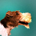 Wire Fox Terrier