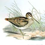 Woodcock