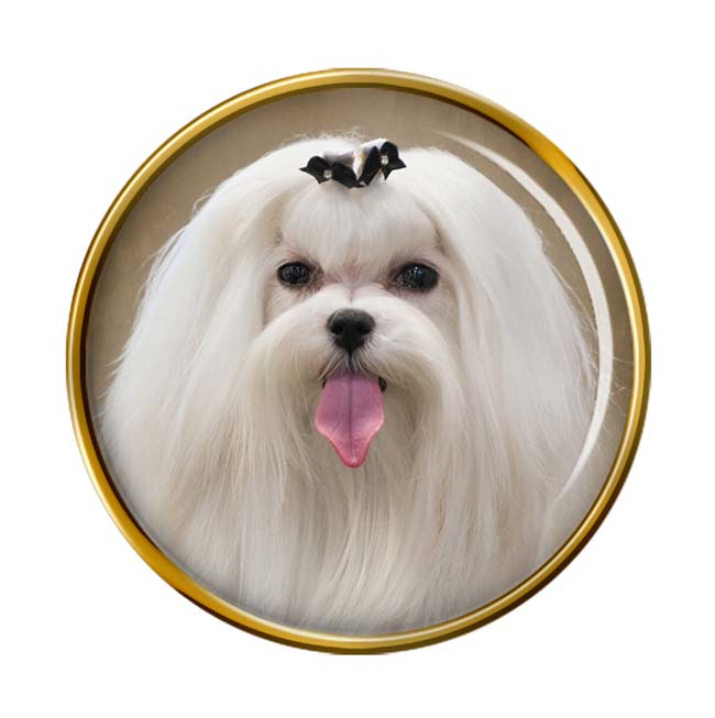 Maltese Terrier Pin Badge