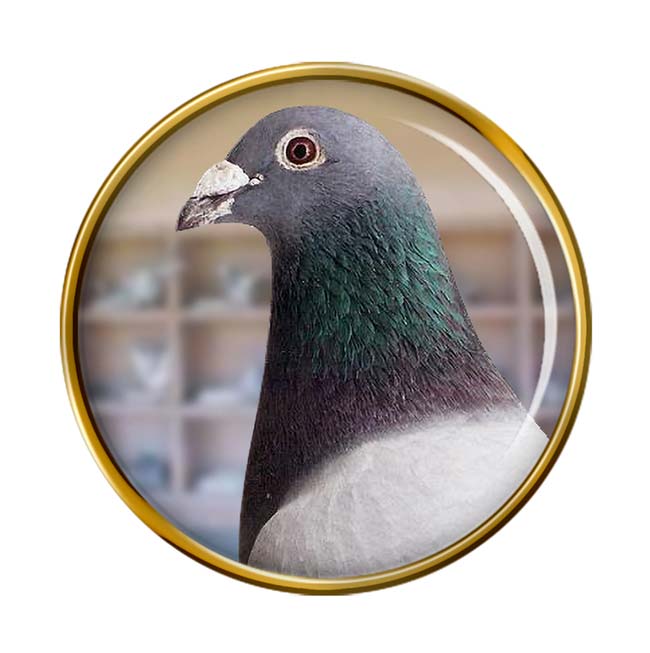 Pigeon Pin Badge